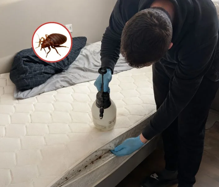 Technicien traitant un matelas contre les punaises de lit à Fontainebleau